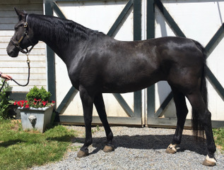 mare-De Nira