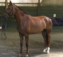 mare-Starlet